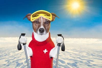 skiing dog photographic print javier brosch allposterscom
