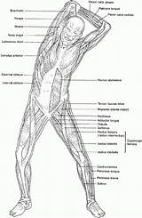 Anatomy Muscular Physiology Designlooter sketch template