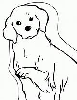 Golden Retriever Coloring Pages Puppy Printable Kids Dog Colouring Color Drawing Print Clipart Animals Popular Getdrawings Library sketch template