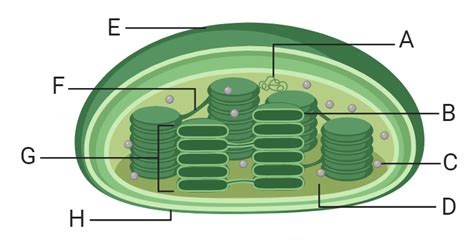 chloroplasts worksheet