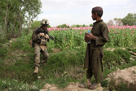 drug war american troops are protecting afghan opium u s occupation leads to all time high