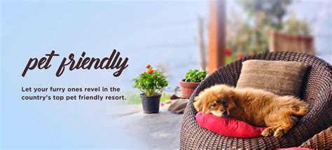 pet friendly homestay  archives emerald trail