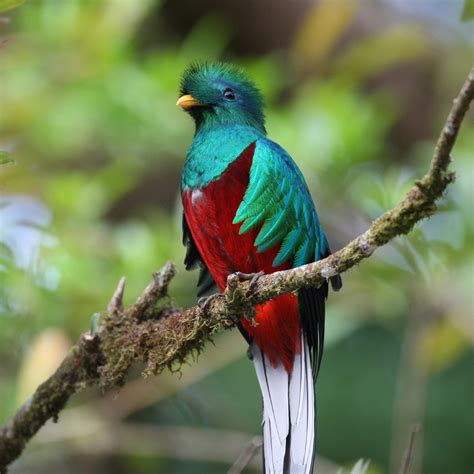 quetzal bird  mixed culture
