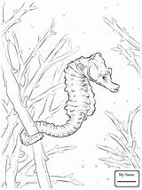 Seahorse Realistic Coloring Drawing Pages Getdrawings Fish sketch template