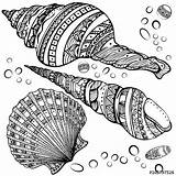 Coloring Seashell Mandala Zentangle Pages Drawing Shell Sea Seashells Shells Colouring Drawings Patterns Visit Pretty Designs Choose Board sketch template