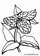 Flower Carnivore Coloring Pages Hellokids Print Color sketch template