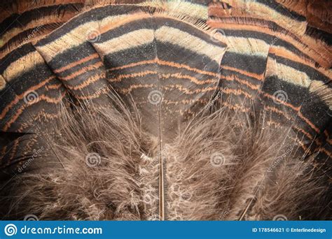 Eastern Wild Turkey Tail Feathers Fan Closeup Stock Image