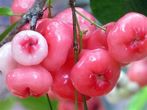 Health Benefits Of Eating Rose Apple Aka White Berries In Summers