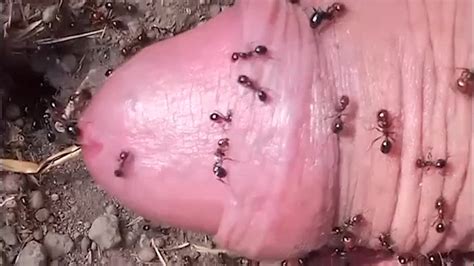 Ants Massive Attack On Small Cock