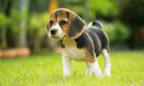 list   worlds top cutest dog breeds