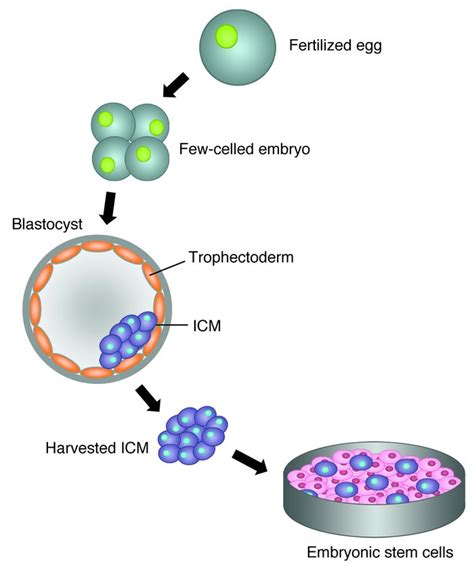 embryonic stem cells stem cells embryonic