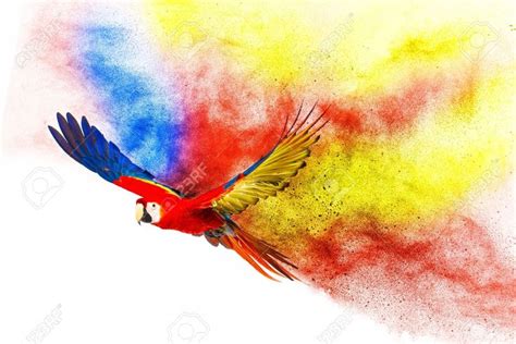 colourful flying parrot isolated  white east urban home duvet cover sets vinyl shower curtains