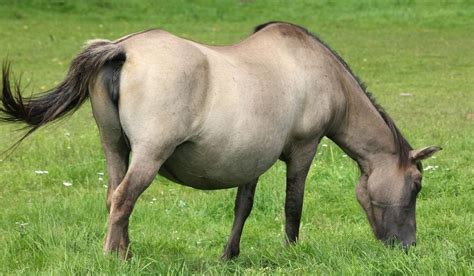 ways     horse  pregnant helpful horse hints