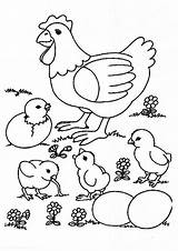 Galinha Colorir Pintinhos Chickens Pintinho Galinhas Momjunction Backyardchickens Chicks Comodesenharbemfeito Feito Bem sketch template