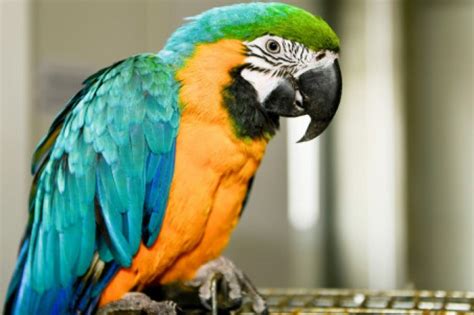 fnny vide   parrt  parrot accidentally expses cheating hsband affairs