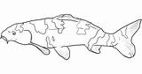 Coloring Pages Koi Color Kids sketch template