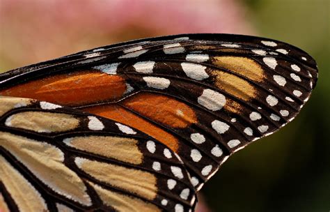 zoomed  butterfly wing google search monarch butterfly butterfly wings monarch