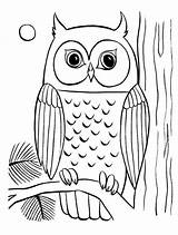 Coloring Owl Pages Printable Animals sketch template