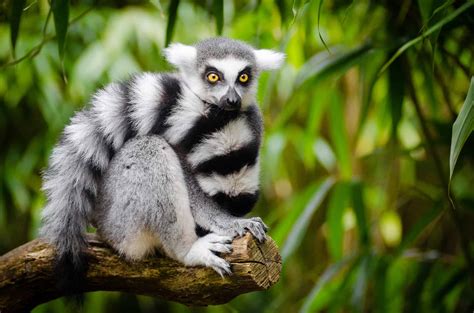 top  facts  lemurs origin behavior diet  factsnet