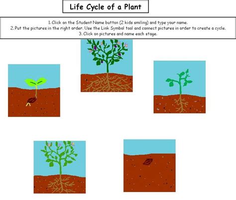 life cycle   plant plant life cycle worksheet reviews