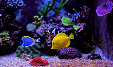 tropical fish  defines    breeds  popular