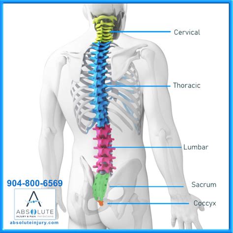 knowing  spine anatomy absolute injury  pain physicians