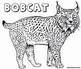 Lynx Coloring Pages Bobcat Canada Colorings Comments sketch template