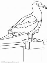 Seagull Coloring Pages Nautical Choose Board Colouring sketch template