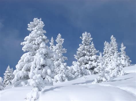 stock photo  fir trees covered  snow photoeverywhere