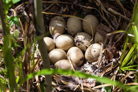 mallard duck nest cindy goeddel photography llc