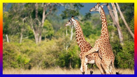 giraffe mating in love then female giraffe giving birth
