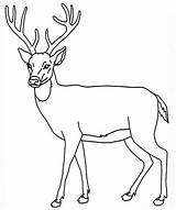 Deer Coloring Pages Printable Getcolorings Color Print sketch template