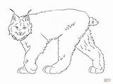 Lynx Canada Walking Lince Linx Animaux Lodjur Coloriages Canadiense sketch template