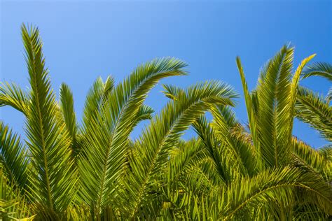 palm tree leaves  stock photo public domain pictures