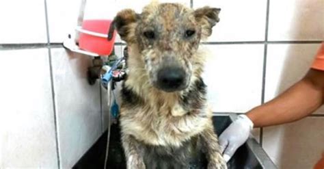 mishandelde hond gaat voor het eerst  bad maar blijf goed naar zijn