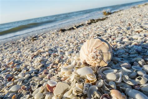 floridas  shelling beaches florida traveler