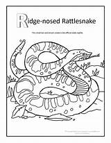 Coloring Rattlesnake Pages Snake Ridge Grand Canyon Rattle Nosed Rattlesnakes Tattletail Diamondback Color Colouring Rug Printable Kids Print Drawing Tattle sketch template