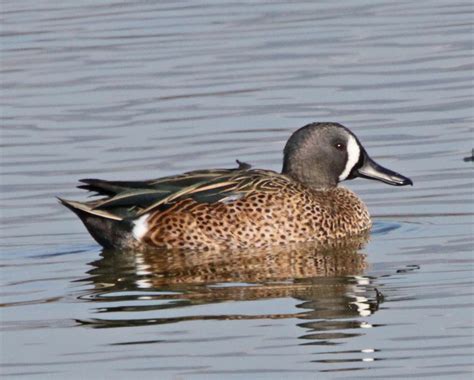 pictures  information  blue winged teal