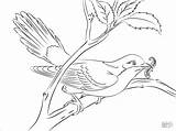 Cuckoo Cuclillo Billed Coloringbay sketch template
