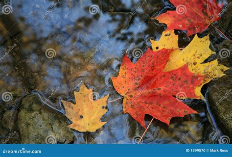 floating leaves stock photo image