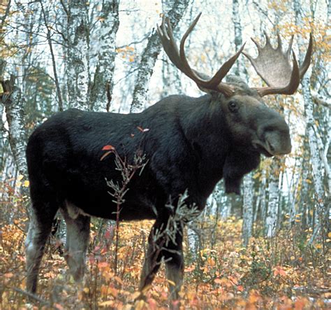 moose wikiwand