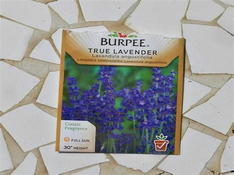 grow lavender  seed mikes backyard nursery