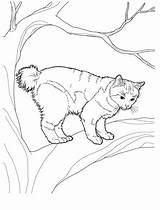 Pages Coloring Cat Cats Teens Manx Coloringpagesforadult Adults Adult sketch template