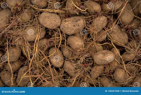 potatoes stock photo image  potatoes background