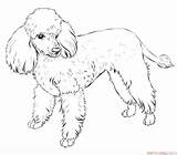 Poodle Perros Poodles Caniche Dibujo Supercoloring Relacionados Paso Mandalas Markings sketch template