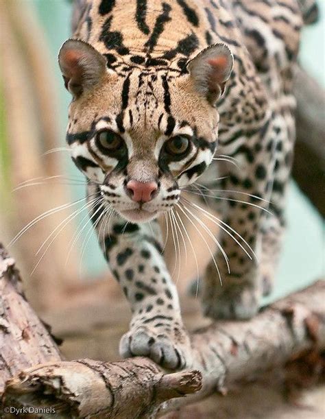 margay ~ a small cat native to central and south america and is on the