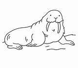 Walrus Pages Coloring Kids Printable Animals Cloring Bestcoloringpagesforkids Animal Choose Board sketch template