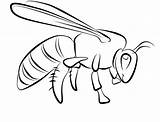 Wasp Avispas Abelha Pintar Abelhas Bug Species Designlooter sketch template
