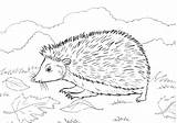 Hedgehog Coloring Pages Grass Realistic Printable sketch template
