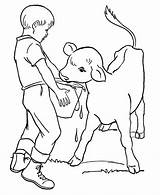 Coloring Calf Dando Granjero Bauernhof Dibujos Vaquilla Chores Feeding Calves Raisingourkids Ausmalbild Granjeros Malvorlagen sketch template